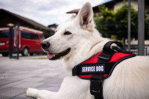 En Estados Unidos, Aerolíneas deben reconocer a los perros como animales de servicio y facilitar su transporte 